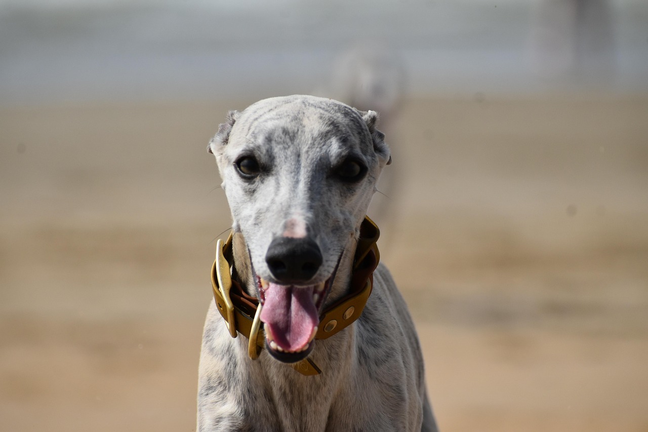 Whippet Whippet