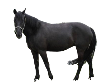 Cavallino di Monterufoli