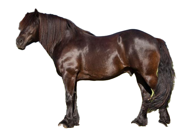 Cavallo Bardigiano