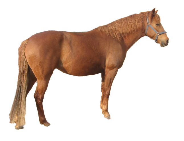 Cavallo Berbero