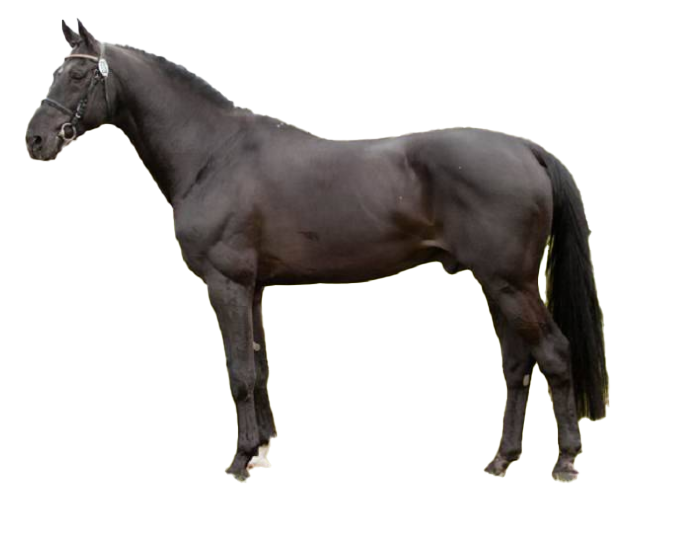 Trottatore Italiano