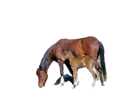 Cavallo anglo arabo sardo