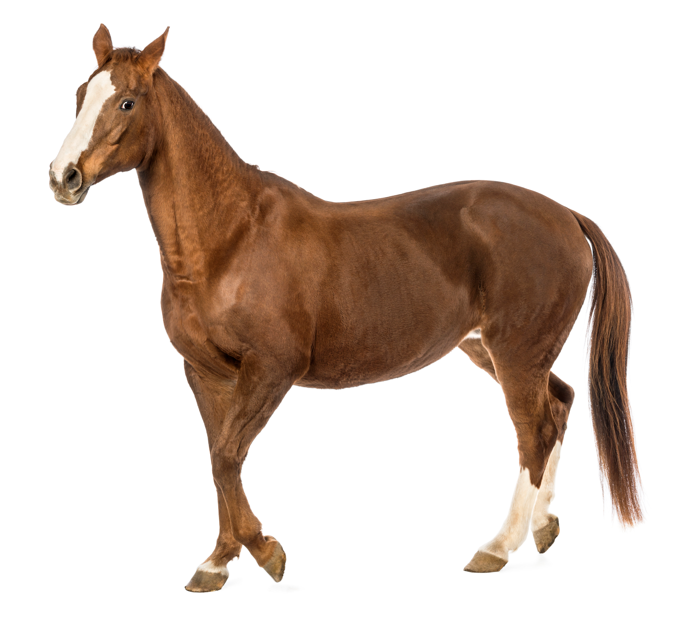 Cavallo sella Francese