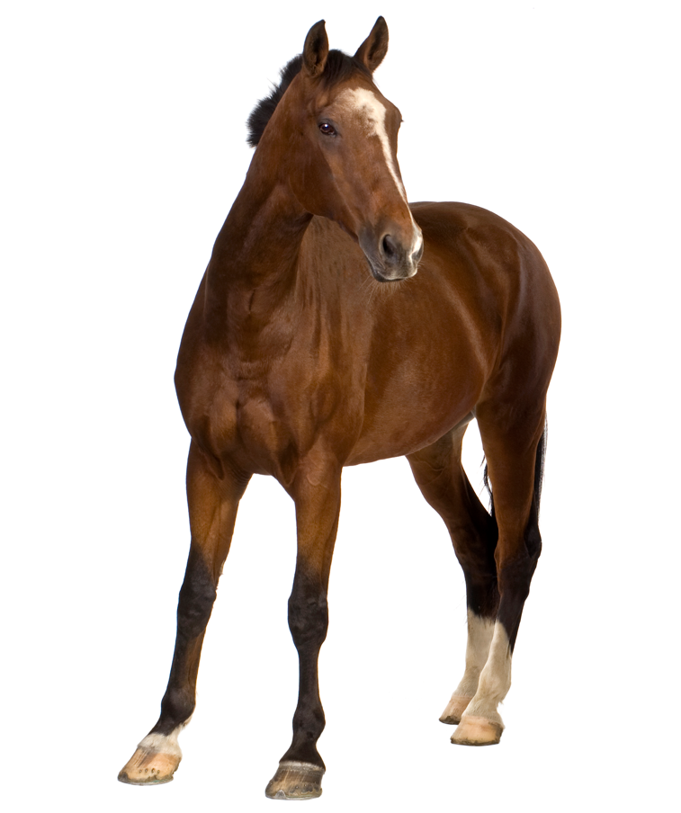 Cavallo sella italiano
