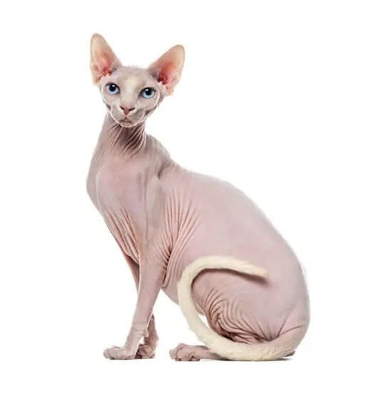 Gatto Don Sphynx