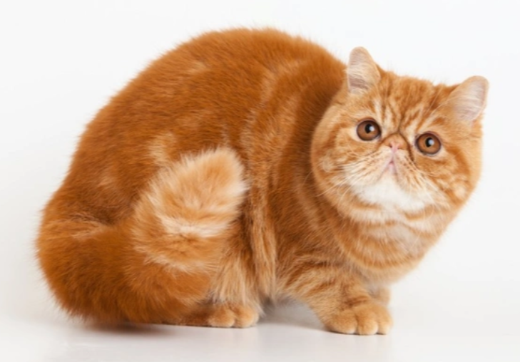 Gatto Esotico