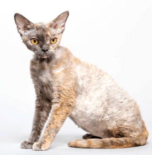 Gatto German Rex