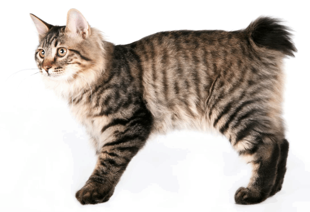 Gatto Kurilian Bobtail