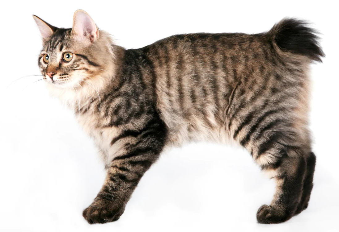 Gatto Kurilian Bobtail