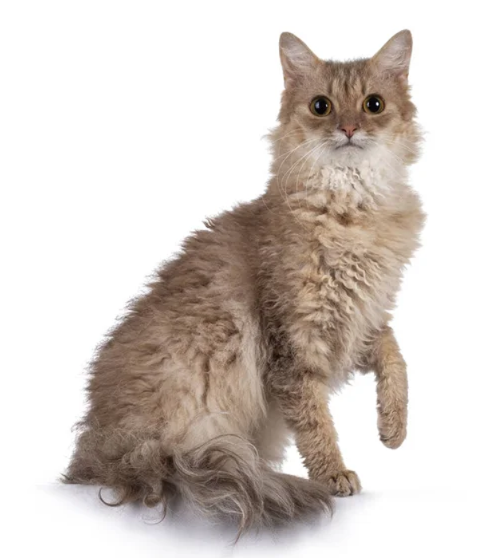 Gatto Laperm