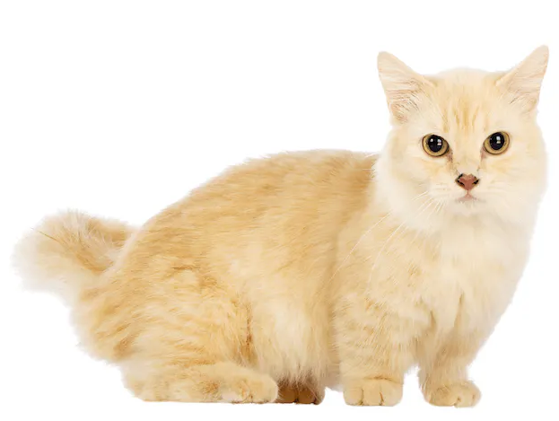Gatto Munchkin