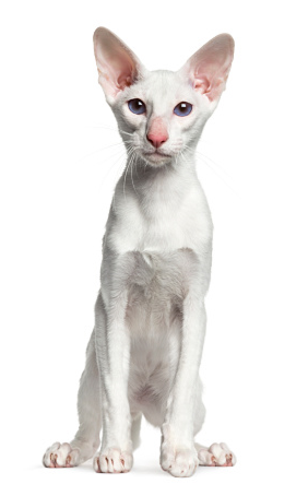 Gatto Orientale