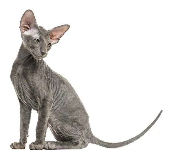 Gatto Peterbald
