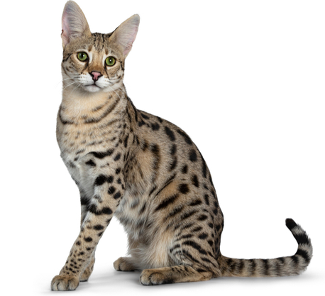 Gatto Savannah