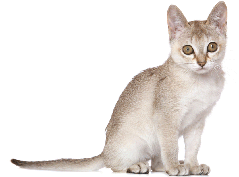 Gatto Singapura