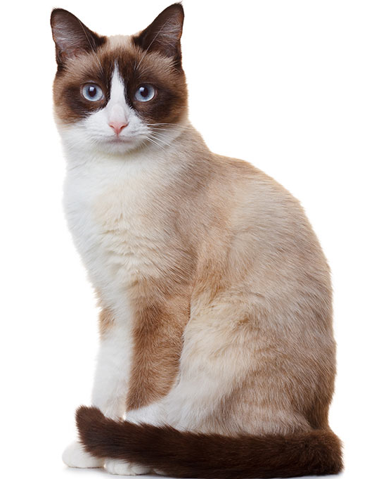 Gatto Snowshoe