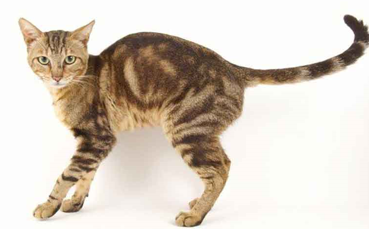 Gatto Sokoke