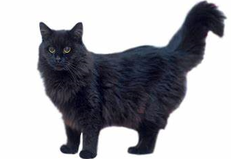 Gatto Tiffany