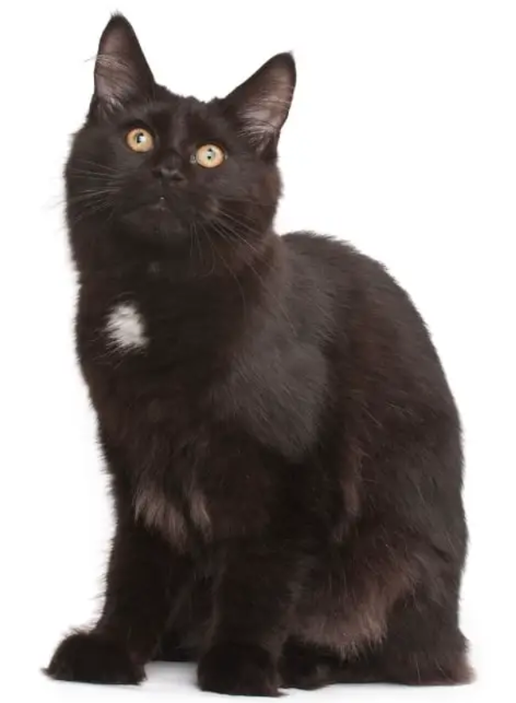 Gatto York Chocolate