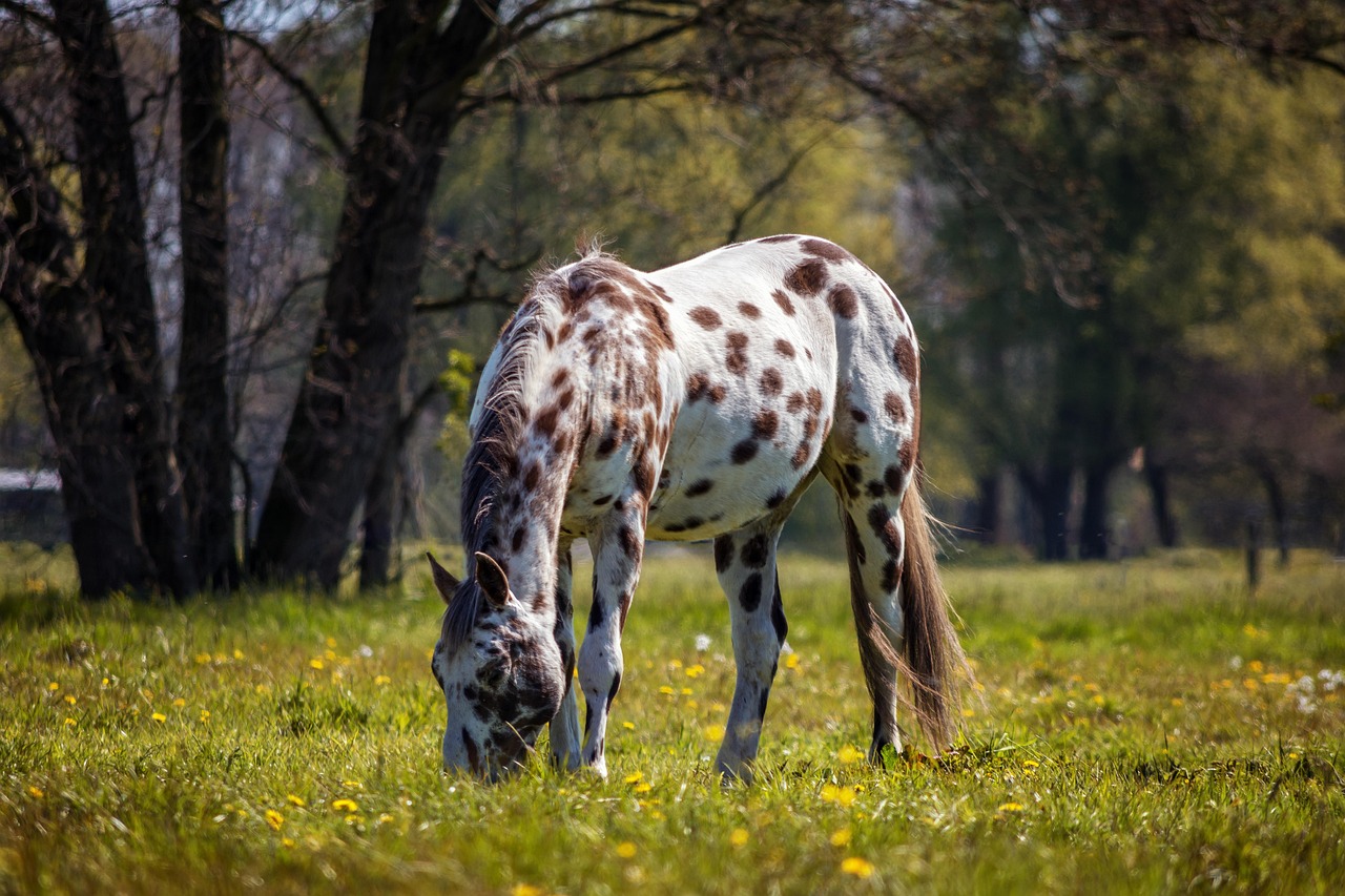 Appalosa cavallo