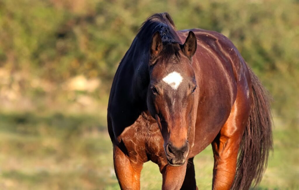 cavallo anglo arabo