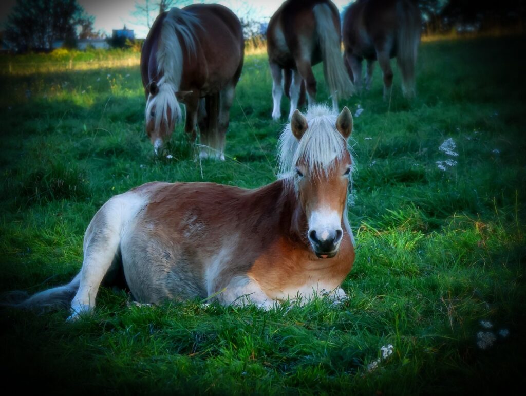 Cavallo Avelignese