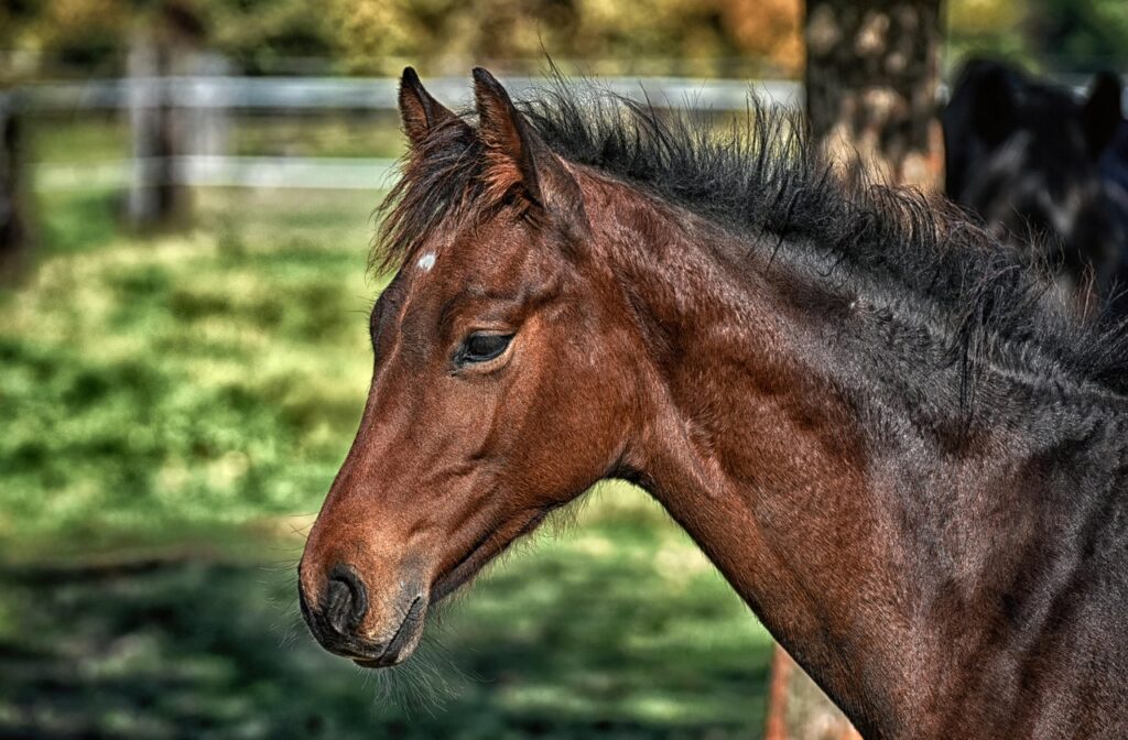 cavallo hannover