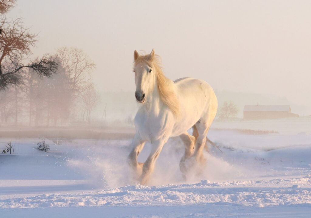 Cavallo Lipizzano