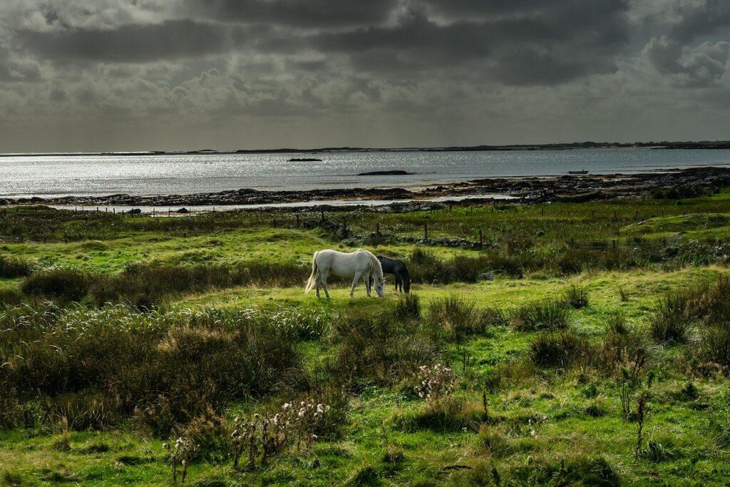 Pony Connemara