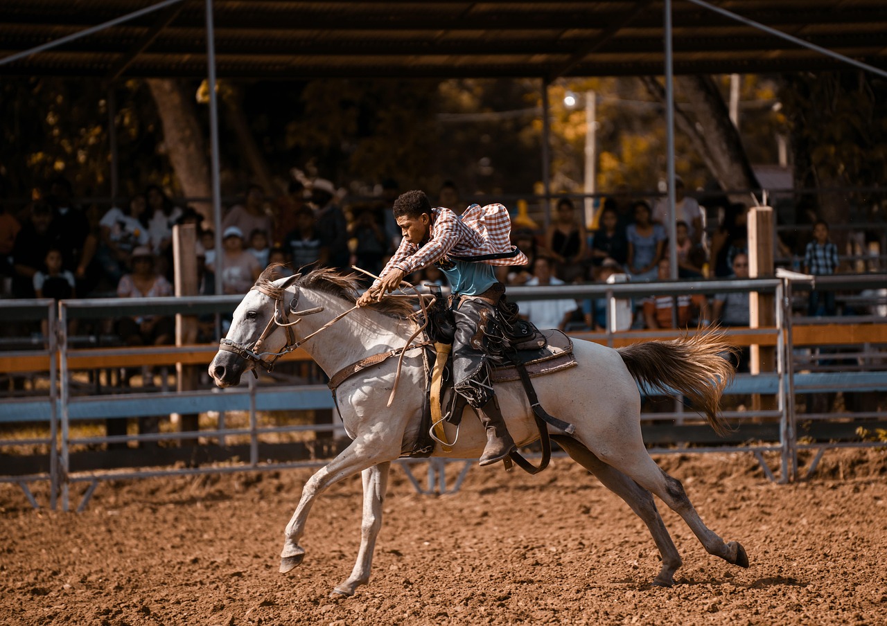 Cavallo Quarter Horse