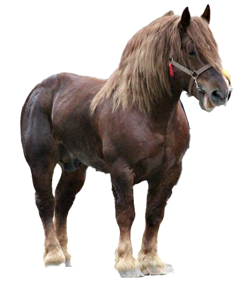 Cavallo Agricolo Italiano da Tiro Pesante Rapido