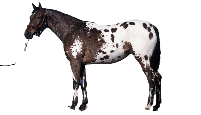 Cavallo Appaloosa