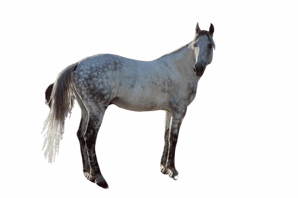 Cavallo Camargue