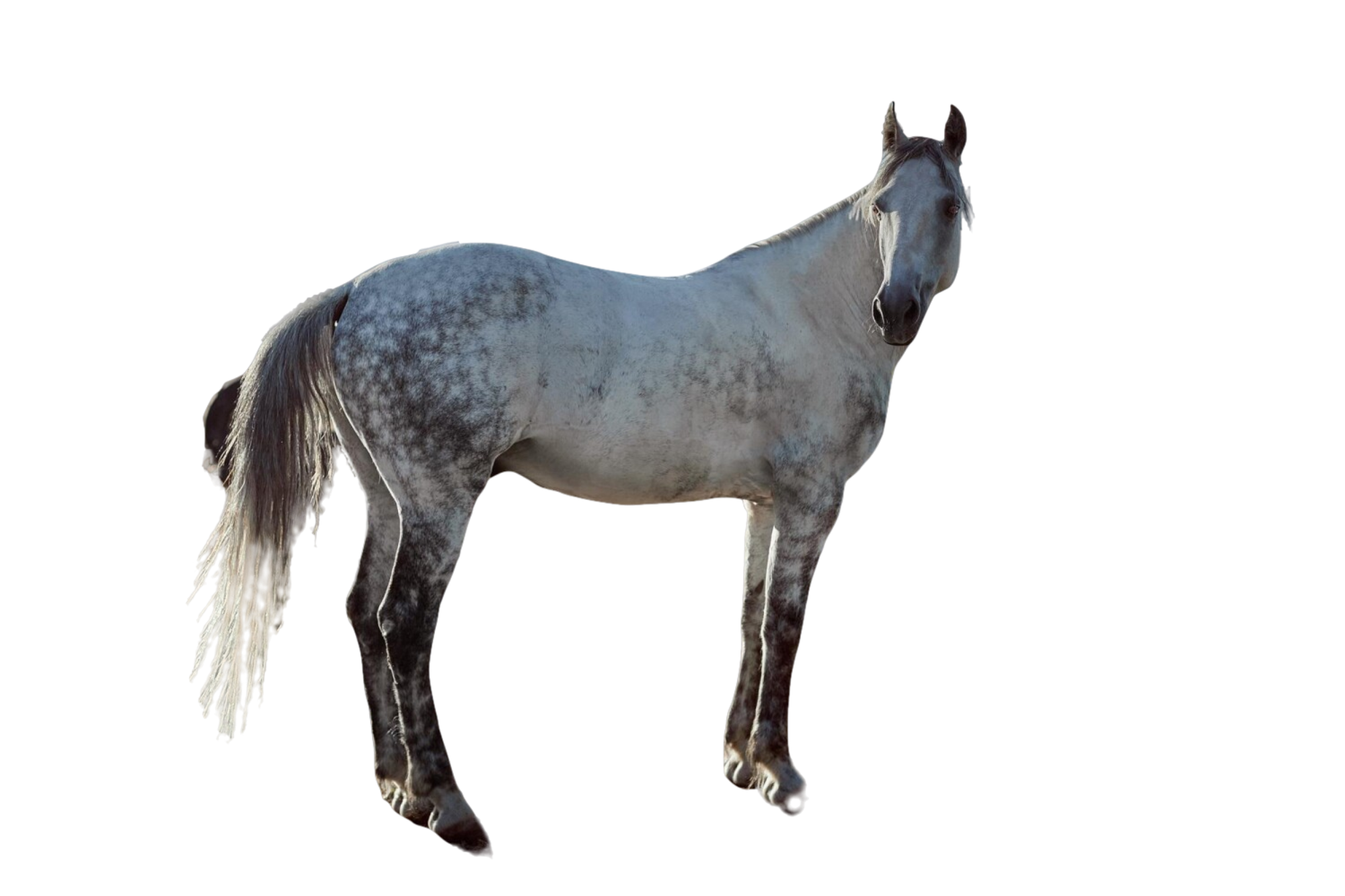 Cavallo Camargue