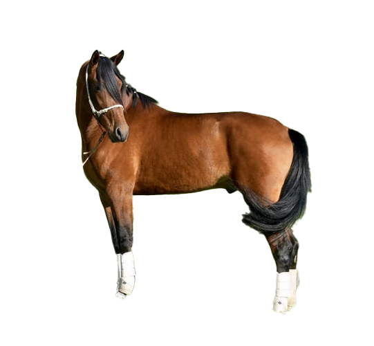 Cavallo Ispano Arabo