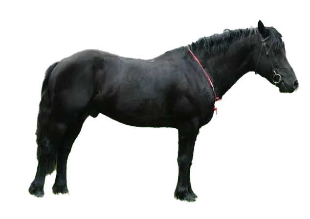 Cavallo Merens