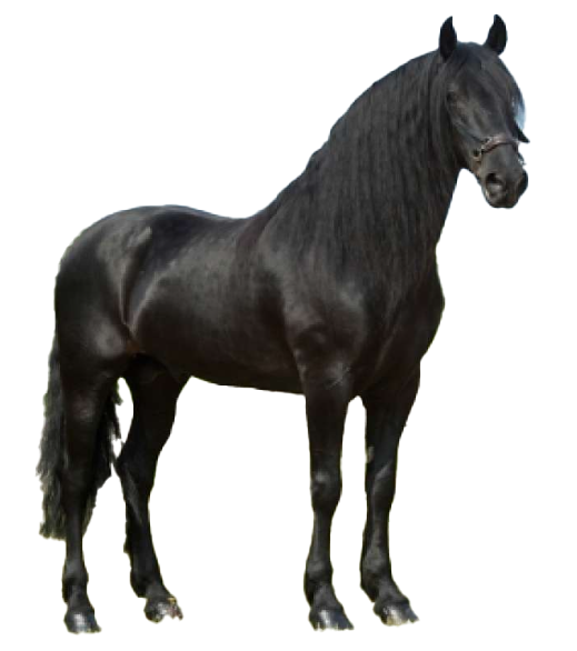 Cavallo Murgese
