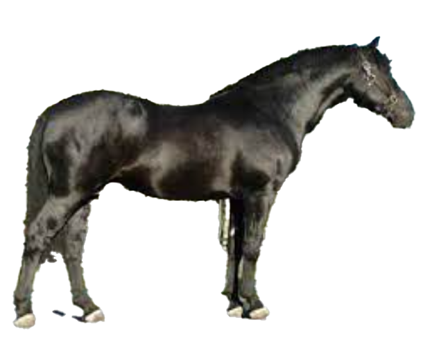 Cavallo irlandese da tiro