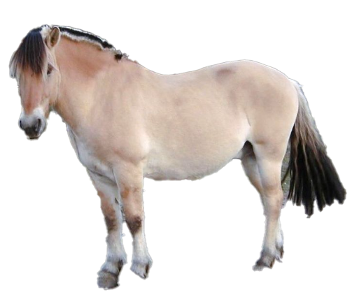 Fjord Pony
