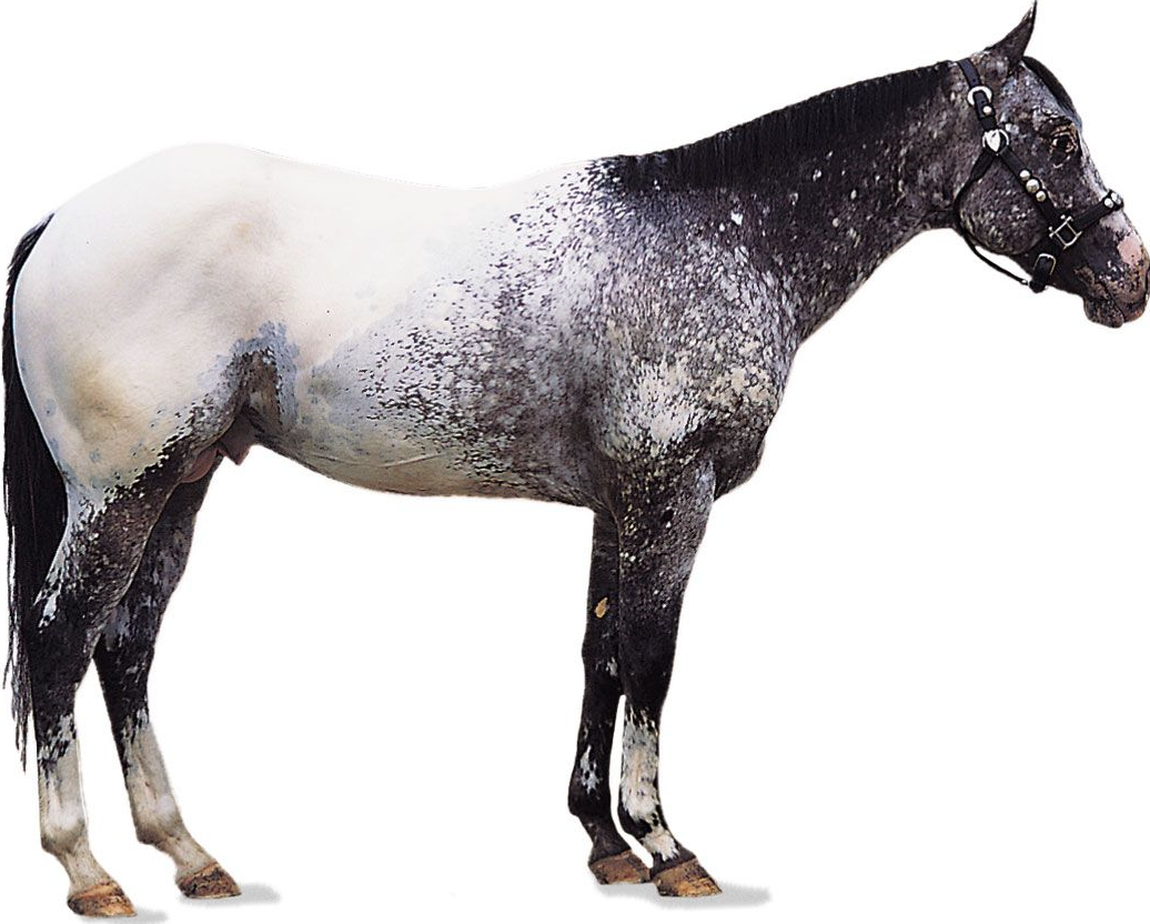 Pony Americano