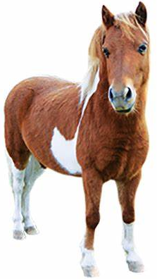 Shetland Pony