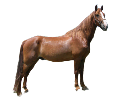 Tennessee walking horse