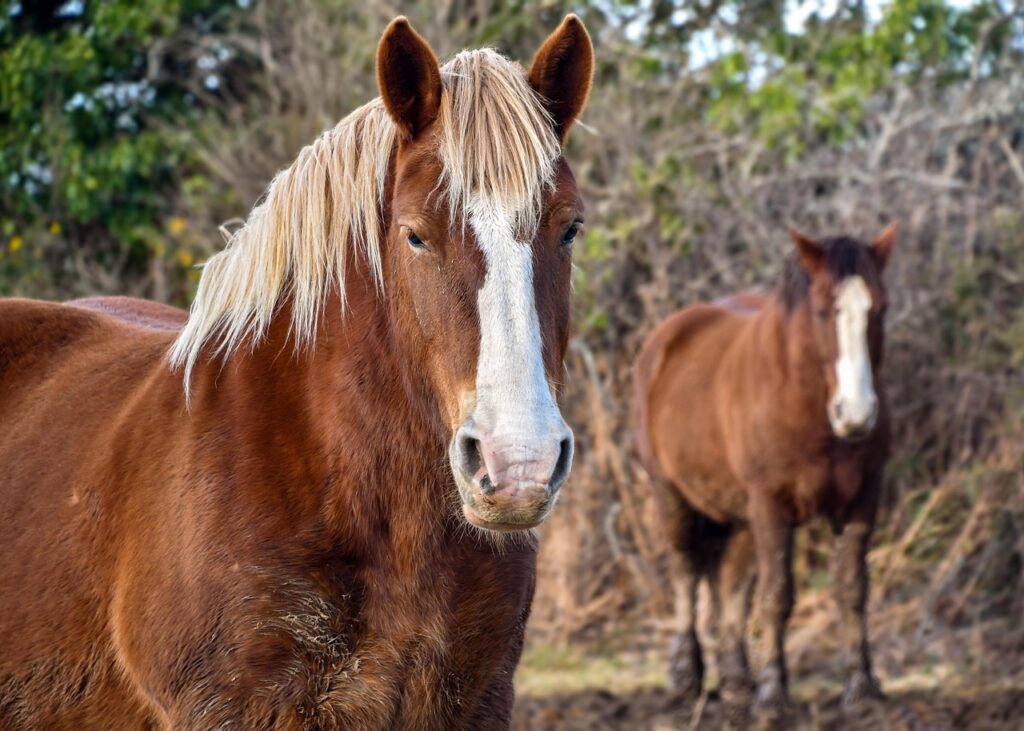 Cavallo Bretone