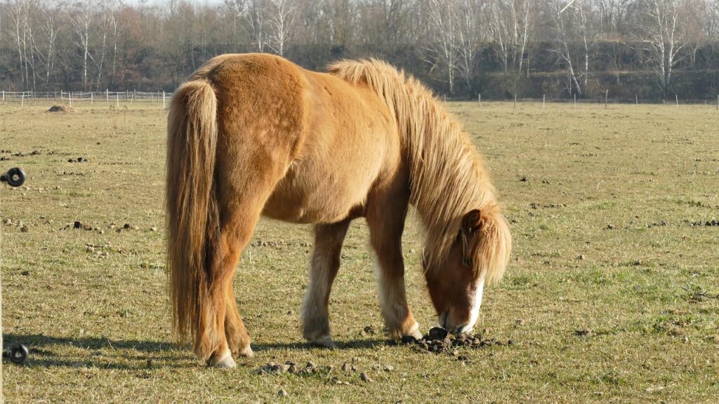 Cavallo Islandese
