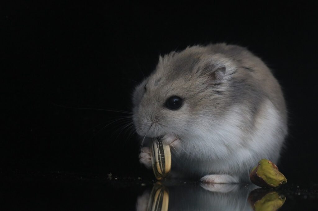 Criceto Russo