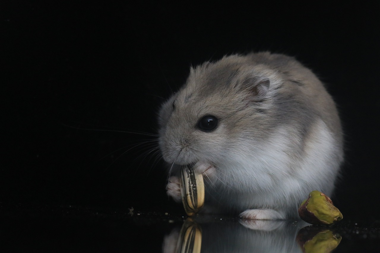 Criceto Russo Criceto Russo