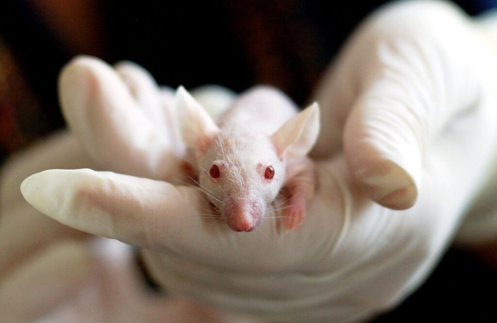 Topo Albino
