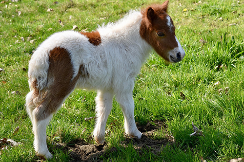 Welsh Pony