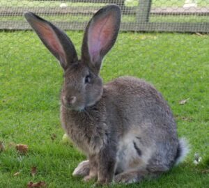 coniglio gigante