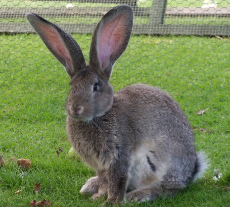 coniglio gigante